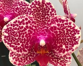 Phal. Ox Red Sesame “OX1699”, Spike Initiated, LARGE Plant, FREE Shipping