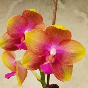 Phal. Allura 'AL's Rainbow', Blooming Size, FREE SHIPPING