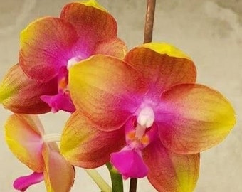 Phal. Allura 'AL's Rainbow', Blooming Size, FREE SHIPPING