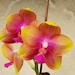 see more listings in the Blooming Size Phals section