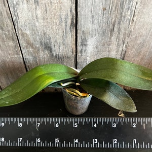 Phal. Black Bird HCC/OIOS, Blooming Size, FREE Shipping Bild 7