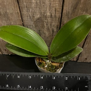 Phal. Hornglin Sweet Corn, Blooming Size, FREE SHIPPING image 4