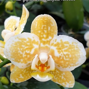 Phal. Yaphon Golden Leopard &#39;AN6609&#39;, Blooming Size, FREE SHIPPING