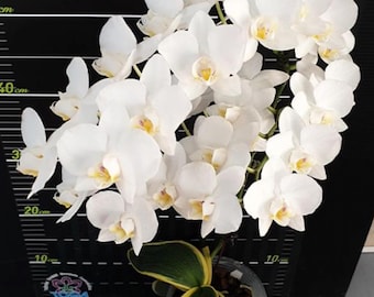 Phal. amabilis (variegata), Phal species, Mature Size, FREE Shipping