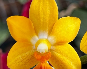 Phal. Yaphon Cupid, In Spike, Fragrant Flowers, Mericlone, FREE Shipping