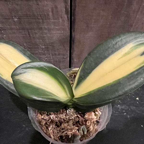Phal. Chia E Yenlin 'Inner Variegation', NEW Clone, Blooming Size, FREE Shipping