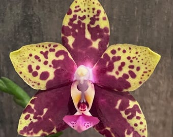 Phal. Zheng Min Anaconda ‘Wilson’, Fragrant, Blooming Size, FREE Shipping