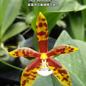Phal. borneensis × sib, Blooming Size, FREE Shipping