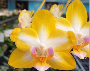 ［洋蘭原種］Phal. celebensis yellow Phalaenopsis Celebensis Species Orchid - Etsy