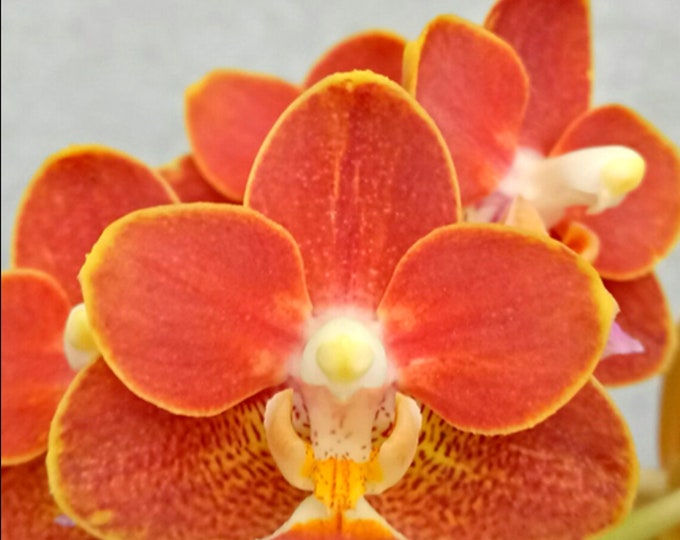 Phal. Yaphon Perfume '815', Small Spike, FREE Shipping - Etsy