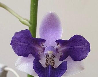 Phal. Phal. Memoria Val Rettig (peloric), Blooming Size, FREE SHIPPING