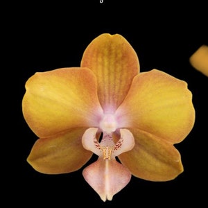 Phal. Hornglin Sweet Corn, Blooming Size, FREE SHIPPING image 1