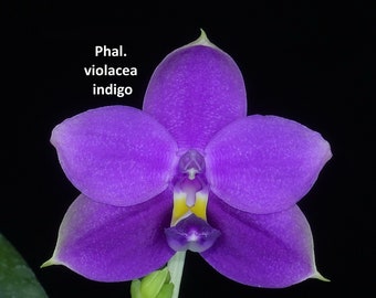 Phalaenopsis violacea var “Indigo” x sib, Blooming Size, Fragrant Flowers, FREE Shipping