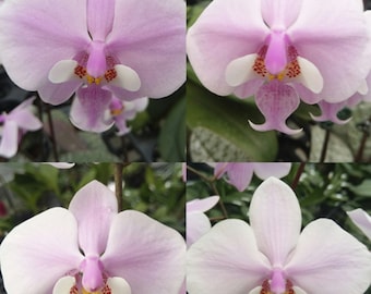 Silver Foliage! Phal. Schilleriana X Sib 超銀西, Fragrant - Etsy Silver Foliage! Phal. Schilleriana X Sib 超銀西, Fragrant - Etsy