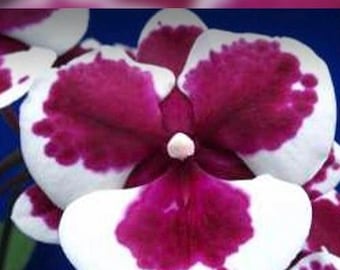 Phal. King Car Clown, Mericlone, Blooming Size, FREE Shipping