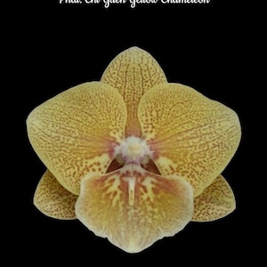 Phal. Chi Yueh Yellow Chameleon, Mature Size, FREE Shipping