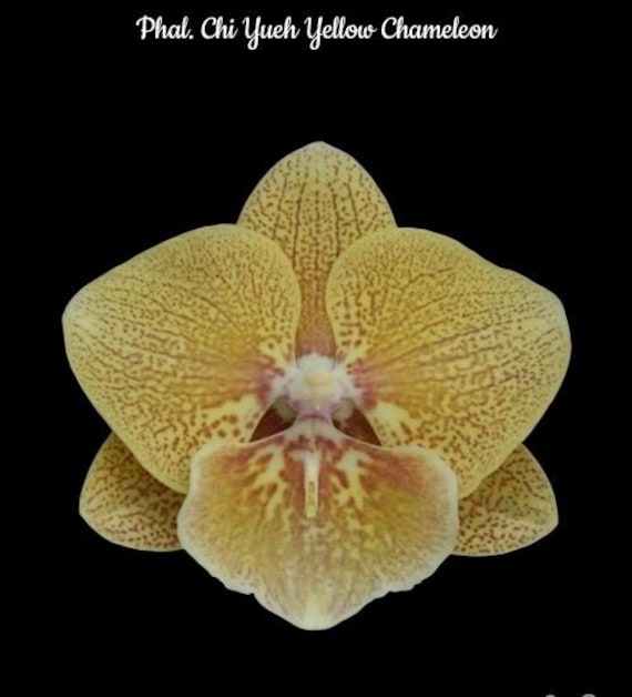 ［洋蘭原種］Phal. celebensis yellow 洋蘭原種］Phal. celebensis yellow 洋蘭原種］Phal. celebensis