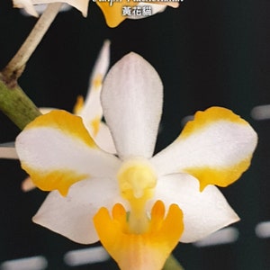 Vandaenopsis Pulcherrimin, Mericlone, Blooming Size, FREE Shipping