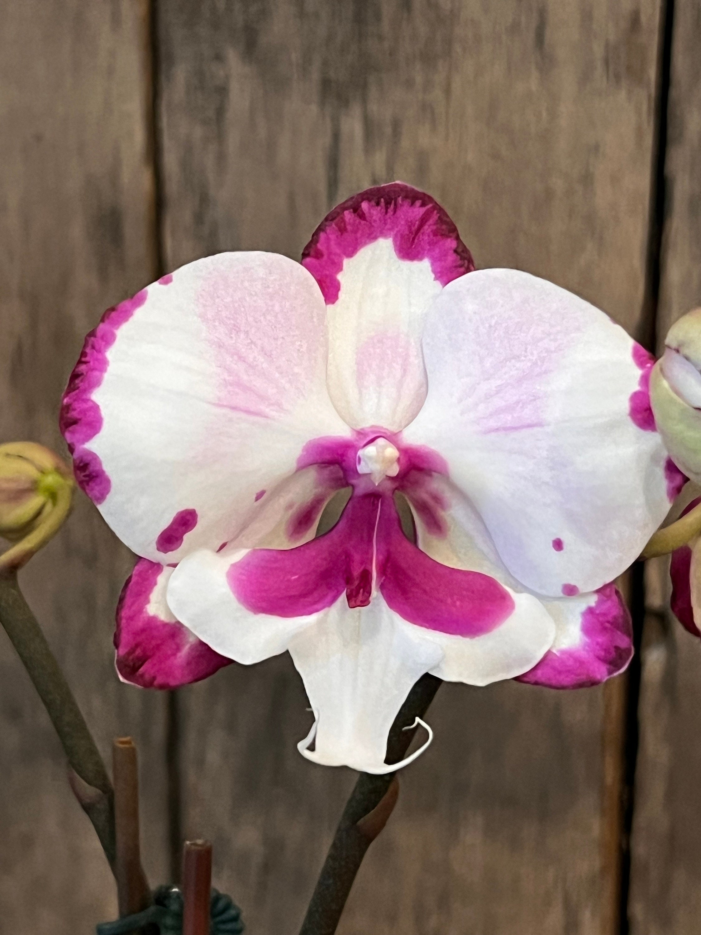 Phal King Car Dalmatian “KC80479”, Blooming Size, FREE Shipping - Etsy