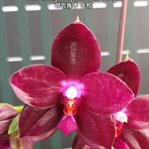 Phal. Zheng Min Jacaranda &#39;Yungho&#39;, Blooming Size, FREE Shipping