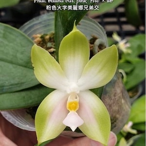 Phal. bellina pink ‘Fire’ x sib, Phal Species, Blooming Size, Fragrant, FREE Shipping