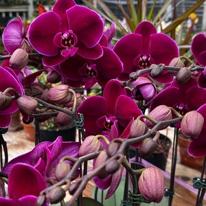 Phal. OX Black Face OX1647, Short Spike, LARGE Plant, FREE Shipping - Etsy