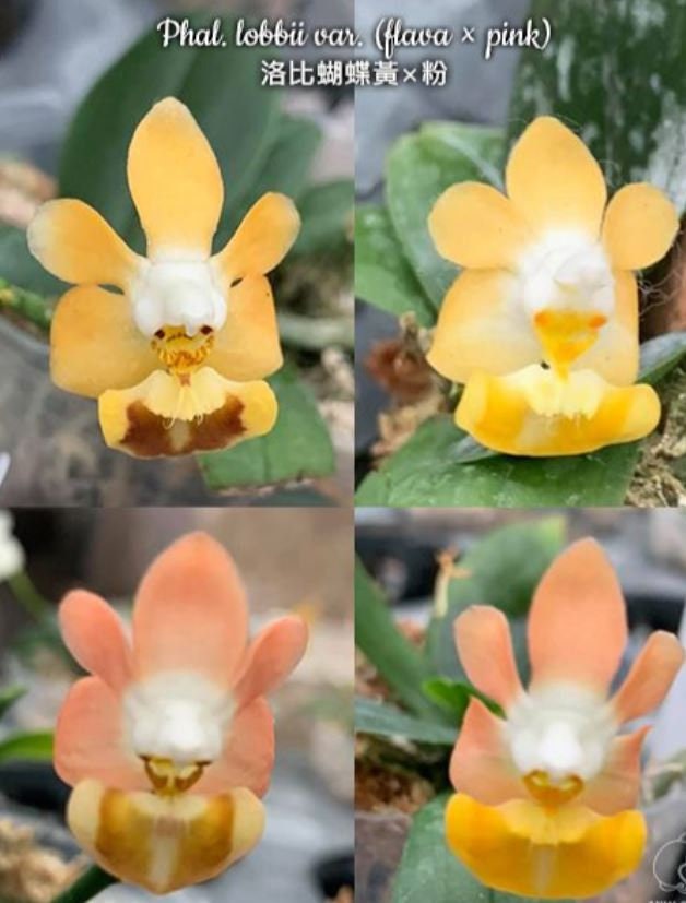 洋蘭原種 - Yahoo!オークション Phal. ，flavilabia-sib- lobbii 〜①