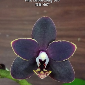 Phal. Chiada Stacy '607', In Spike, FREE Shipping