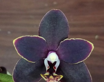 Phal. Chiada Stacy '607', In Spike, FREE Shipping