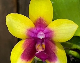 Phal. Mok Choi Bear Queen ‘721’, Spike Initiated, Fragrant, FREE Shipping