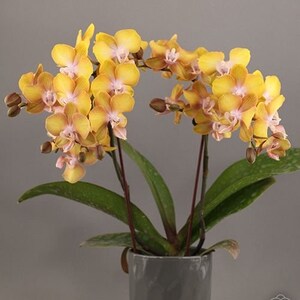 Phal. Hornglin Sweet Corn, Blooming Size, FREE SHIPPING image 2