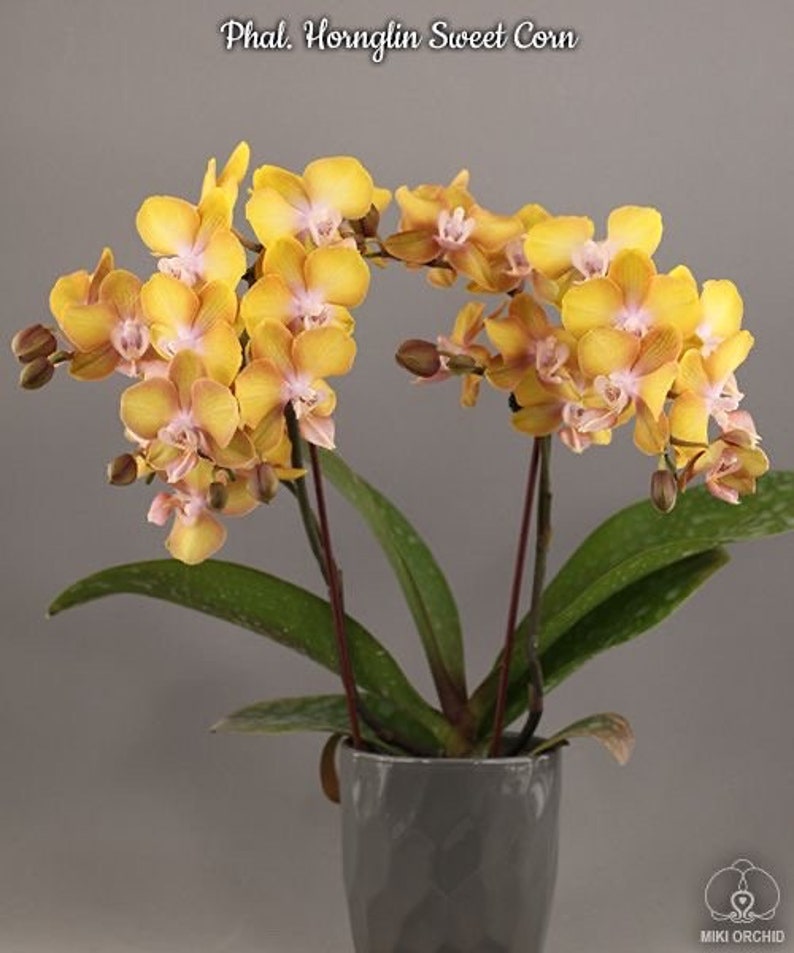 Phal. Hornglin Sweet Corn, Blooming Size, FREE SHIPPING image 2