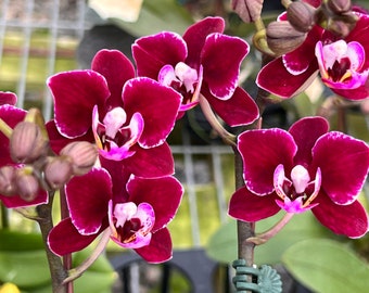 Dtps. Lianher Cranberry “ChaCha”, DOUBLE Spikes, FREE Shipping