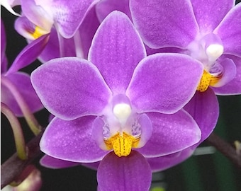 Phal. equestris 'Red', Phal Species, Blooming Size, Fragrant Flowers, FREE Shipping