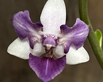 Phal. Phal. Memoria Val Rettig (peloric), Blooming Size, FREE SHIPPING