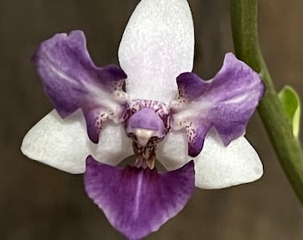 Phal. Phal. Memoria Val Rettig (peloric), In Spike, FREE SHIPPING