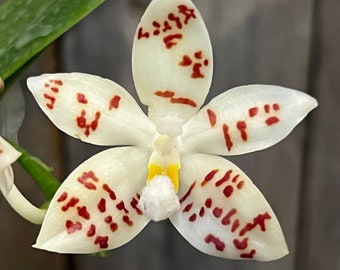 Phal. Zebrina x Sib, Phal Species, Blooming Size, FREE Shipping