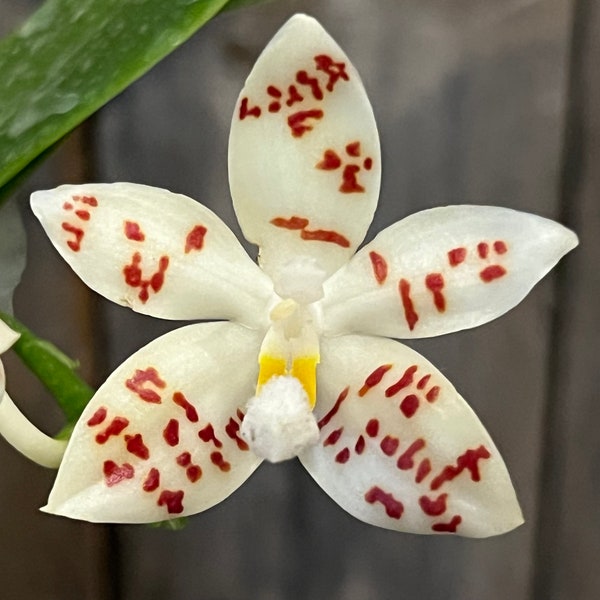 Phal. Zebrina x Sib, Phal Species, In Spike, FREE Shipping