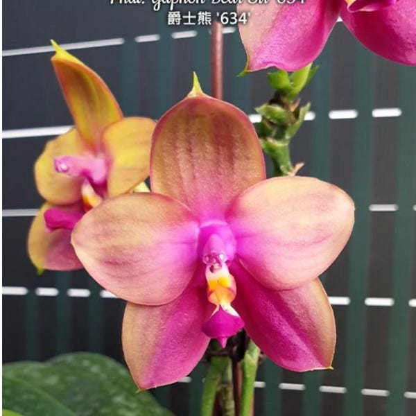 Phal. Yaphon Bear Sir '634', Mericlone, Blooming Size, FREE Shipping.