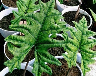 Alocasia Regina Tubers Plant Free Phytosanitary Certificate ship By DHL Express Alocasia Regina Tubers Plant Free Phytosanitary Certificate ship By DHL Express