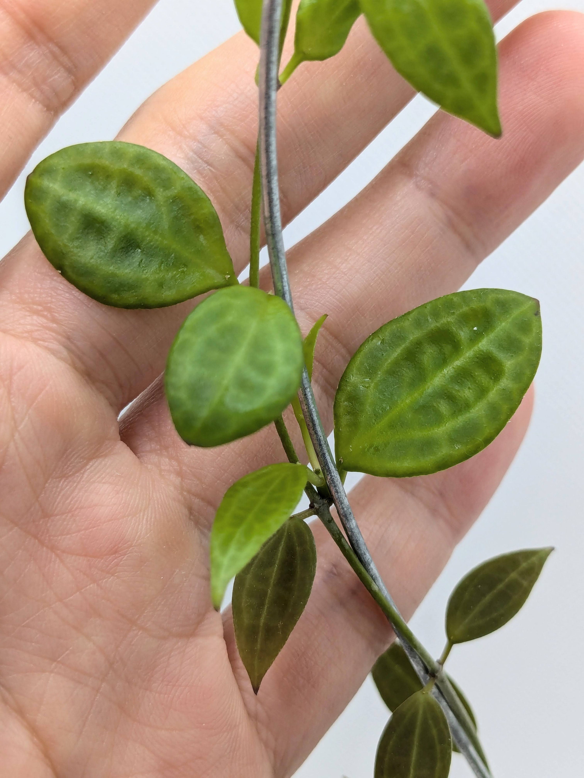 hoya dennisii ' frida ' 約5センチカップ植え Hoya Dennisii