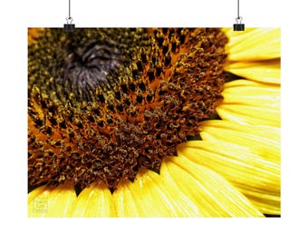 Sonnenblume Matt Kunstdruck, Gelb Blumen Wohn Dekor, Wand Kunst Geschenk, Sonnenblume Wand Dekor, Natur Poster, Botanische Druck