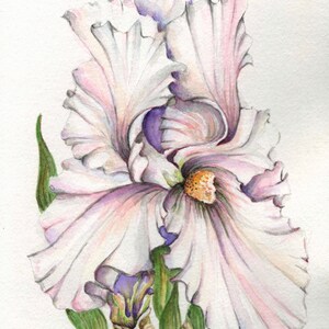 Original signed watercolor,Pastel Ruffled Iris Botanical