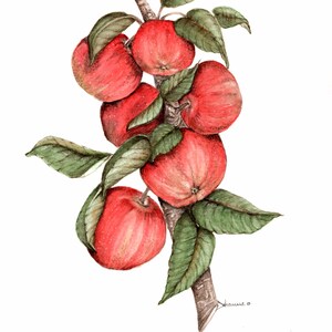 Botanical Watercolor Painting- Apples Ripening on Tree Branch . Botanical fruit watercolor  8 x 10 matted. Realism art Kitchen Art