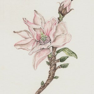 Original Watercolor painting. Pink Magnolia. 8x6 Botanical,  Floral Matted