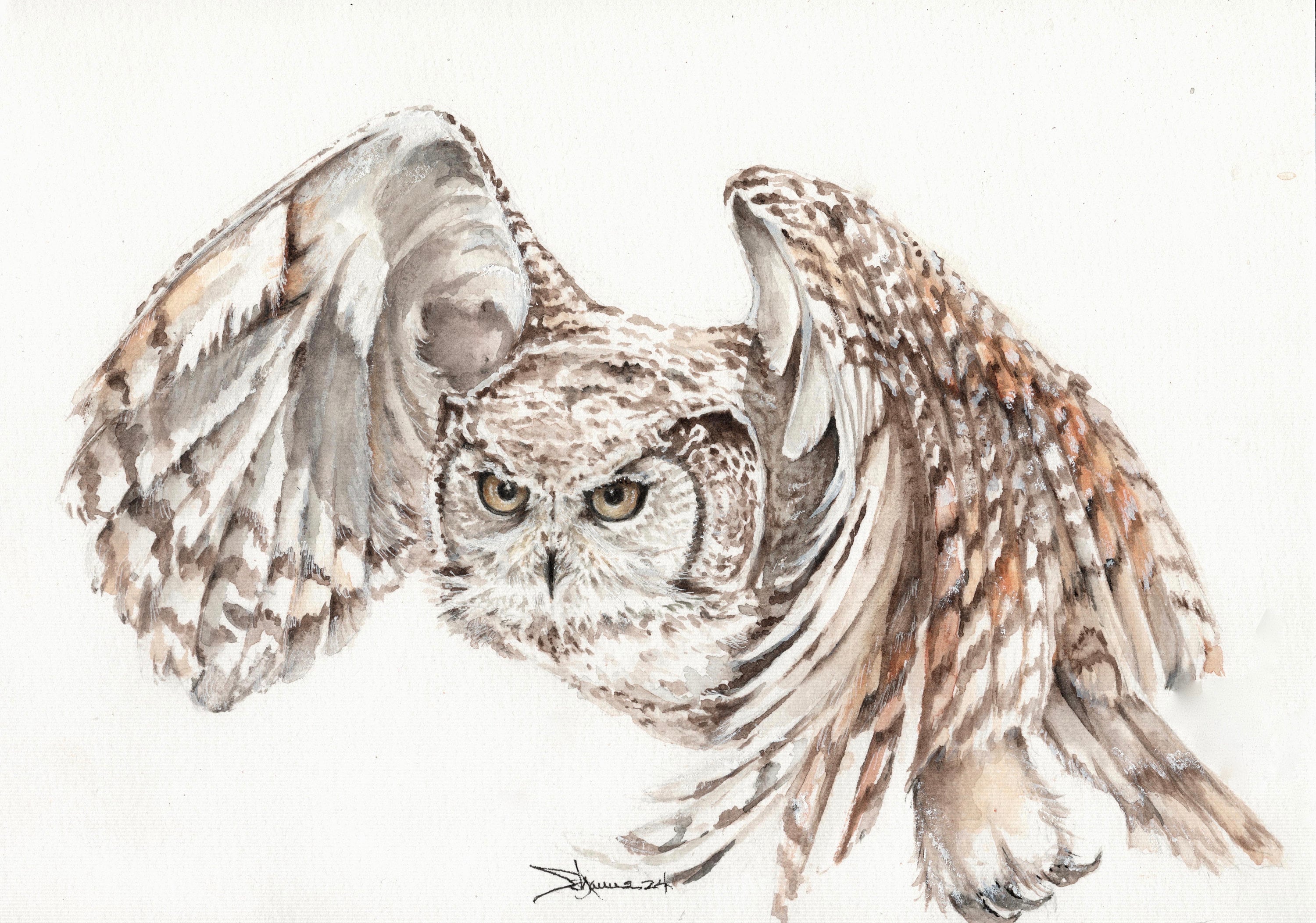 Bird-Barred Owl Original watercolor painting, 8.5 x 11 inches. Barred Owl in Flight. Raptor. Birds o