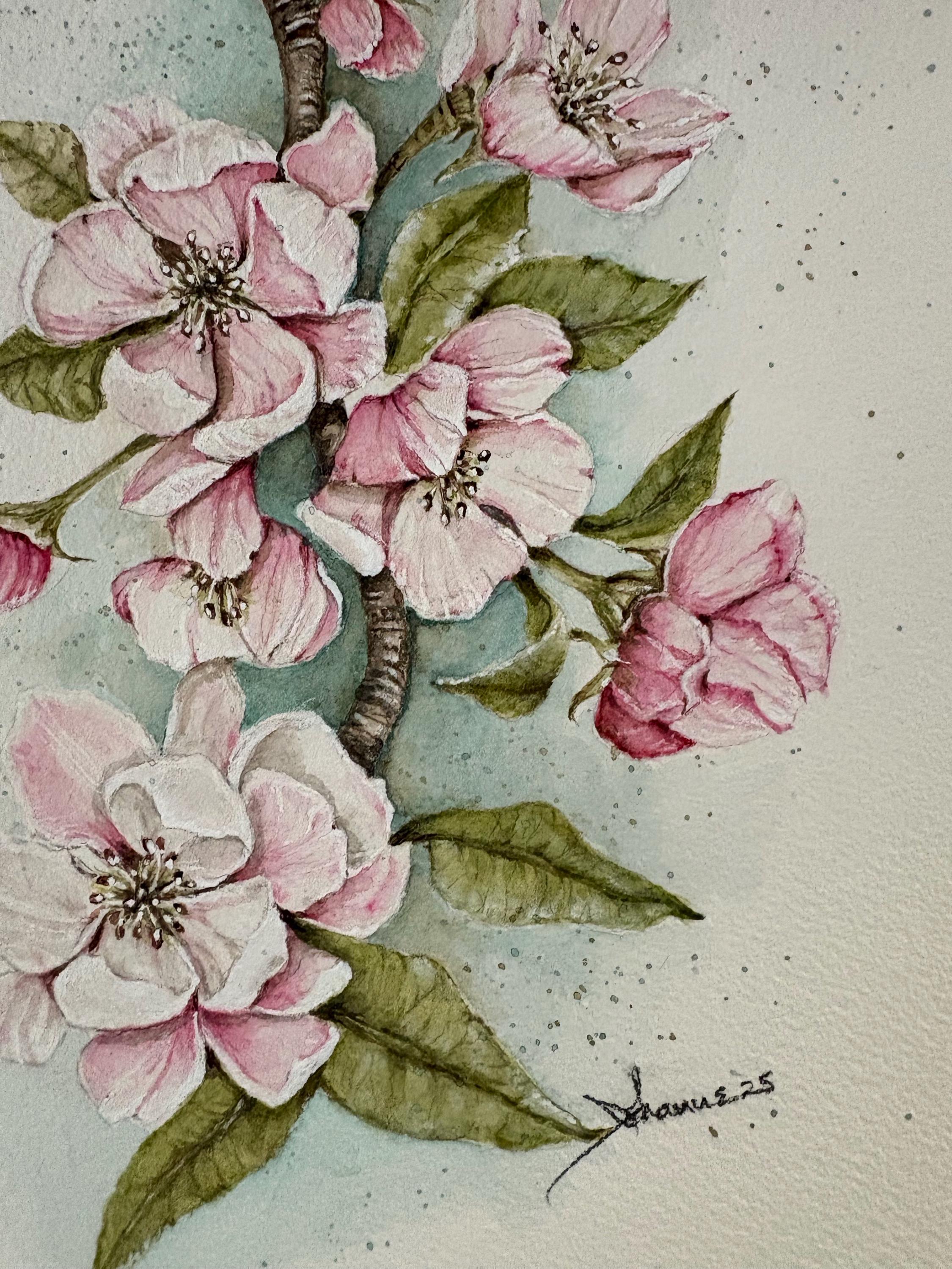 Botanical Apple Blossoms. Original Watercolor Painting.pink, White ...