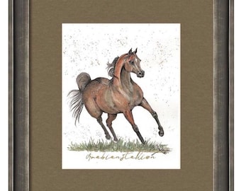 Equine Art Print-Giclee - Bay Arabian Stallion - Horse Print