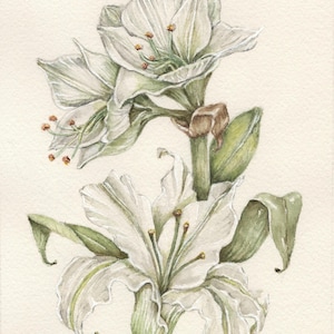 May include: Watercolor painting of white lilies with green stems and leaves. The flowers have delicate, ruffled petals and small, brown stamens. The artwork is signed in the bottom left corner.