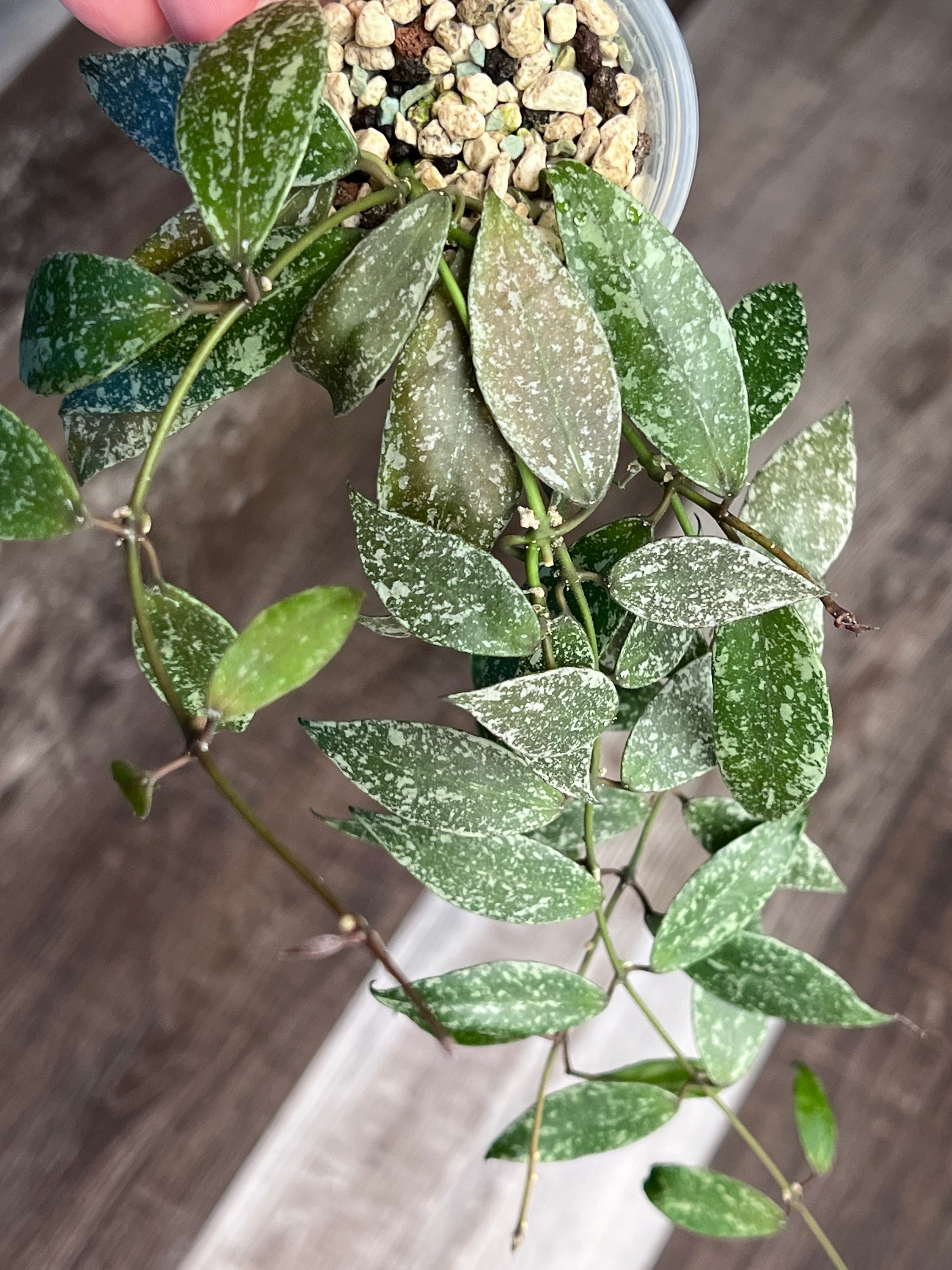 Hoya Lacunosa Laos - Etsy